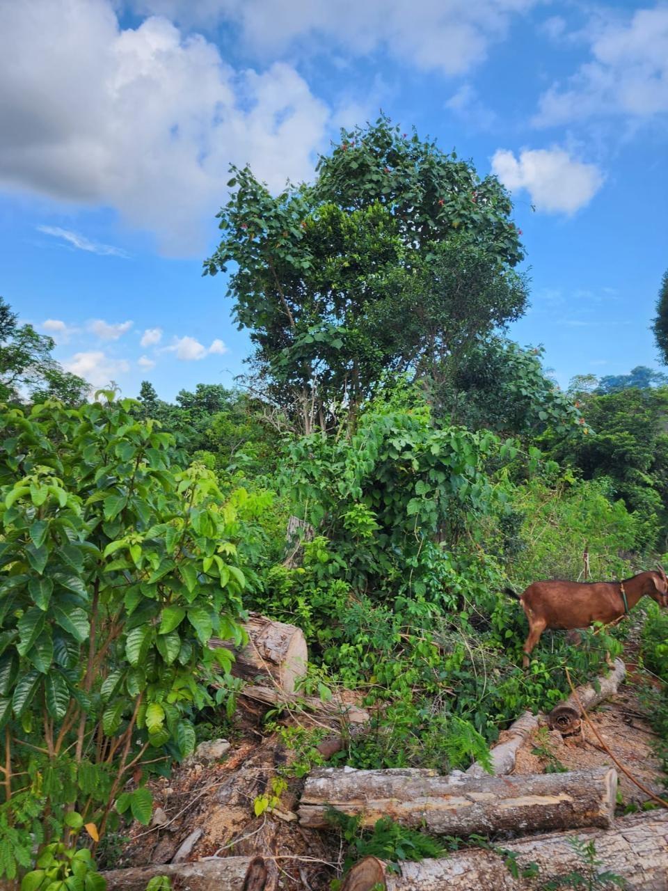 Tenth image of 4 Pusey Hill, Manchester in Pratville, Manchester, Jamaica - property is For Sale