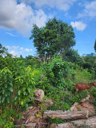 Tenth image of 4 Pusey Hill, Manchester in Pratville, Manchester, Jamaica - property is For Sale