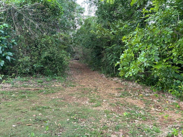 Sixth image of Spring Grove Porus Manche in Spring Grove, Manchester, Jamaica - property is For Sale