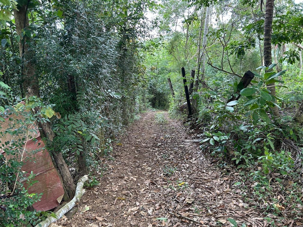Eighth image of Spring Grove Porus Manche in Spring Grove, Manchester, Jamaica - property is For Sale