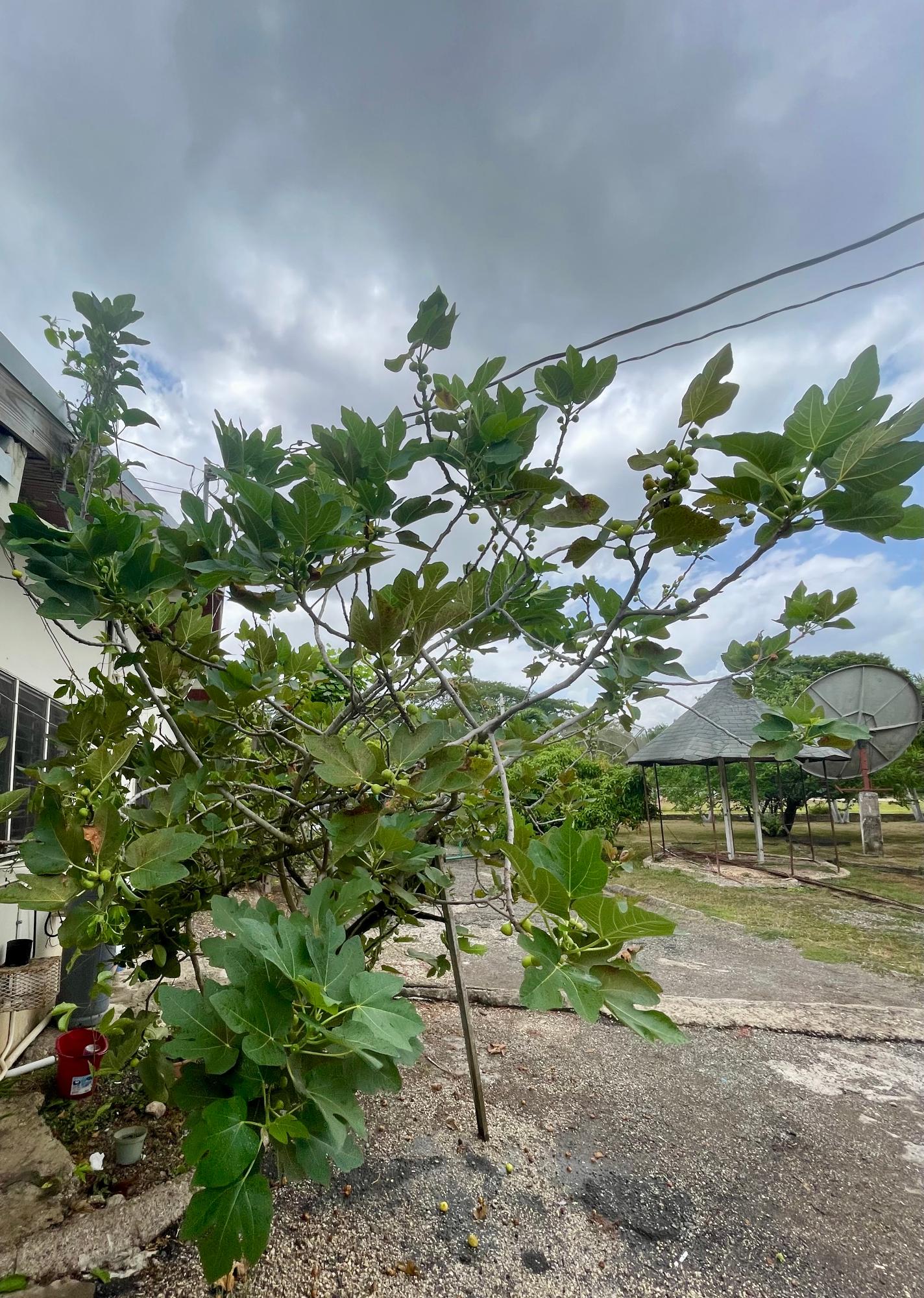 Tenth image of 2-9c Trenton Road in May Pen, Clarendon, Jamaica - property is For Sale