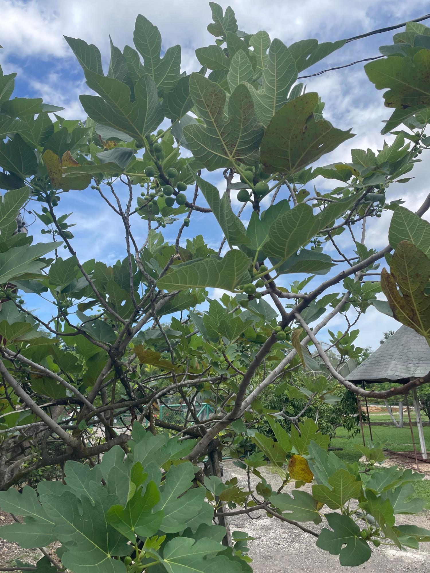 Eleventh image of 2-9c Trenton Road in May Pen, Clarendon, Jamaica - property is For Sale