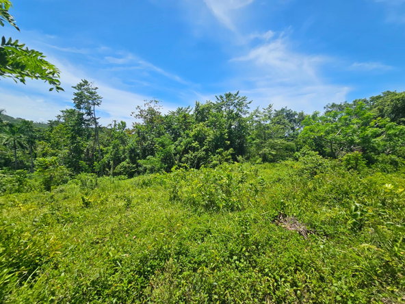 Seventh image of Tremolesworth in Tremolesworth, St. Mary, Jamaica - property is For Sale