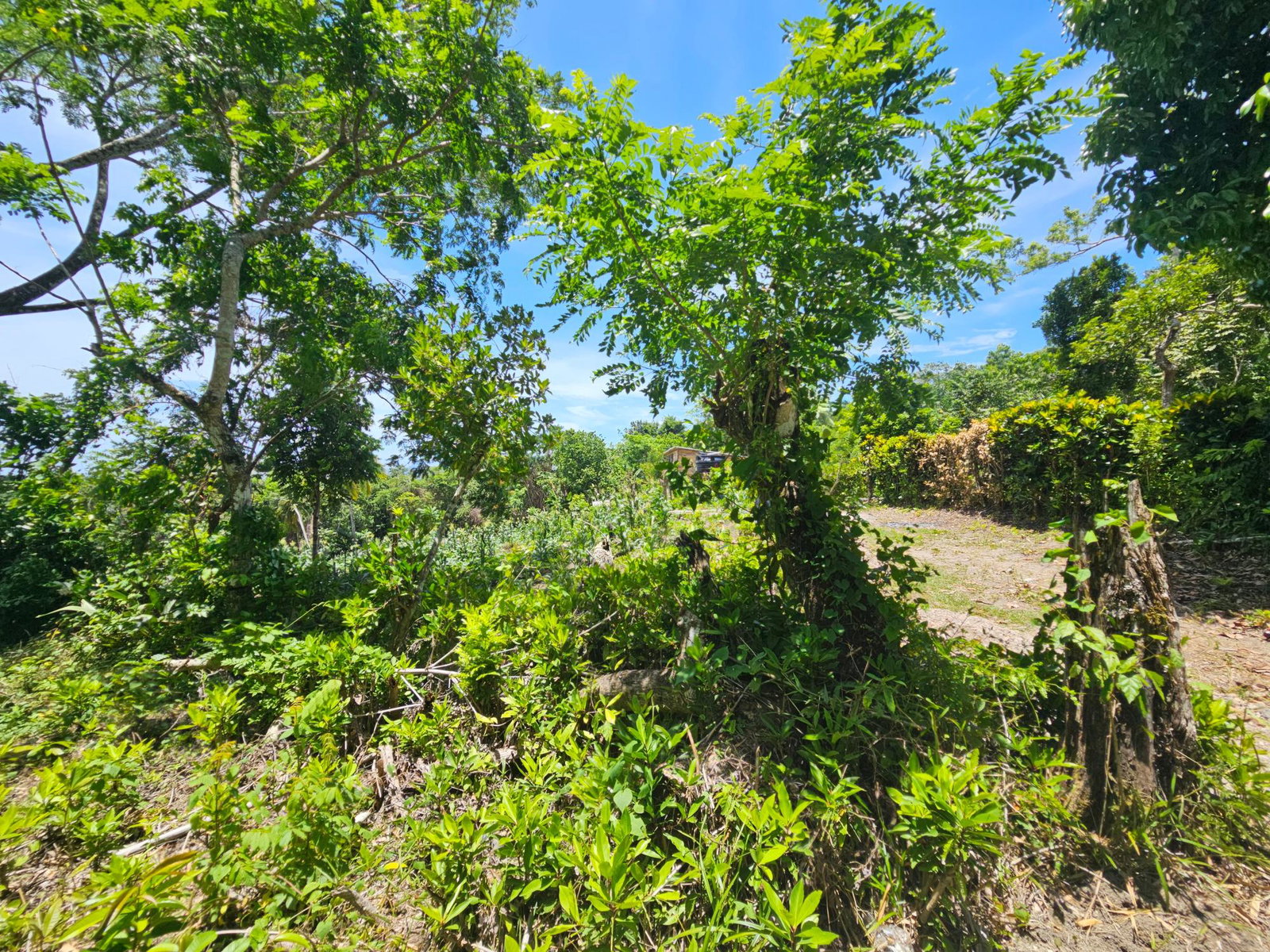 Eighth image of Tremolesworth in Tremolesworth, St. Mary, Jamaica - property is For Sale