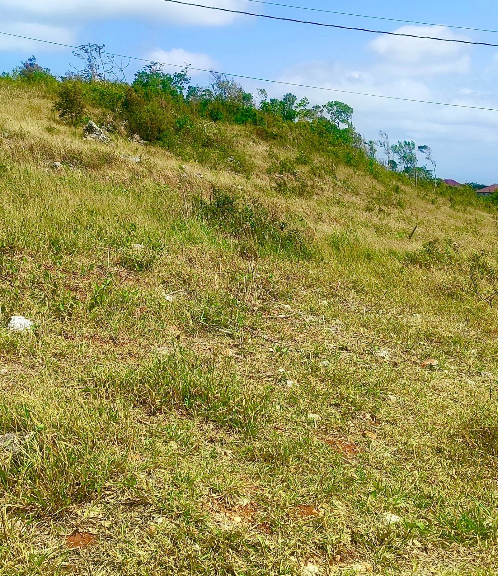 Second image of 187 Part of Blenheim in Newport, Manchester, Jamaica - property is For Sale