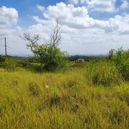 Third image of 187 Part of Blenheim in Newport, Manchester, Jamaica - property is For Sale
