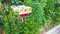 First image of Rock Hall in Red Hills, St. Andrew, Jamaica - property is For Sale