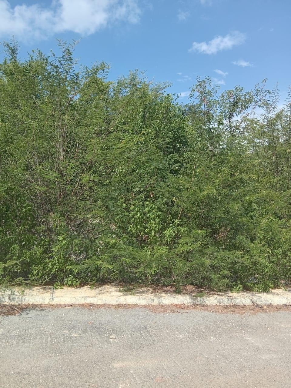 Second image of Lot 81 Sheckles Pen, Four in Four Paths, Clarendon, Jamaica - property is For Sale