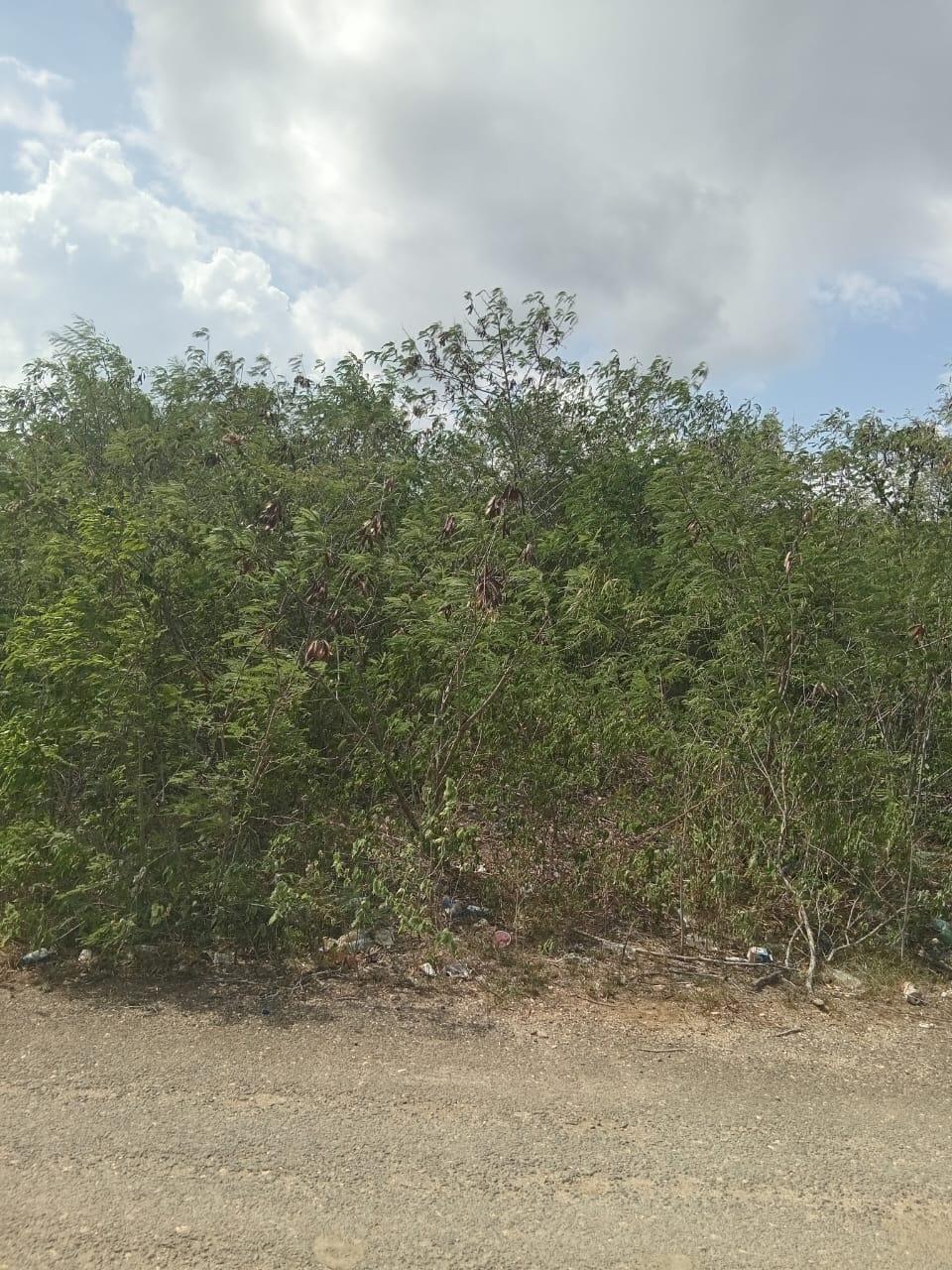Third image of Lot 81 Sheckles Pen, Four in Four Paths, Clarendon, Jamaica - property is For Sale