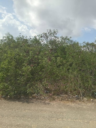 Third image of Lot 81 Sheckles Pen, Four in Four Paths, Clarendon, Jamaica - property is For Sale