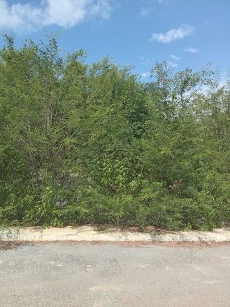 Fifth image of Lot 81 Sheckles Pen, Four in Four Paths, Clarendon, Jamaica - property is For Sale