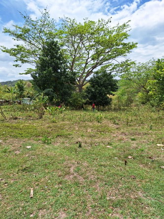 Fifth image of 275 Suttons Estate in CHAPELTON, Clarendon, Jamaica - property is For Sale