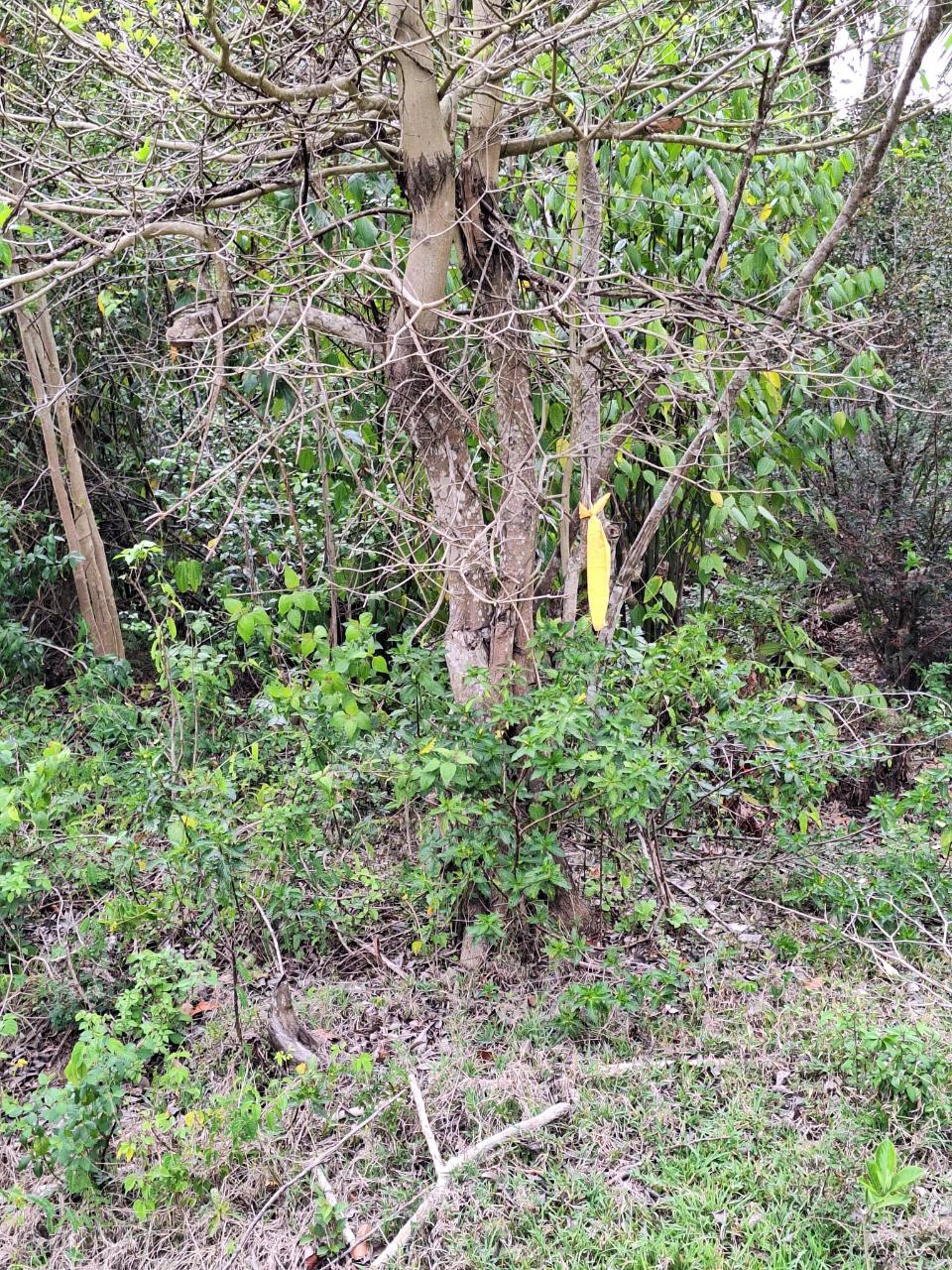 Sixth image of 275 Suttons Estate in CHAPELTON, Clarendon, Jamaica - property is For Sale
