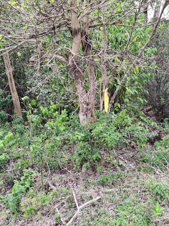 Sixth image of 275 Suttons Estate in CHAPELTON, Clarendon, Jamaica - property is For Sale