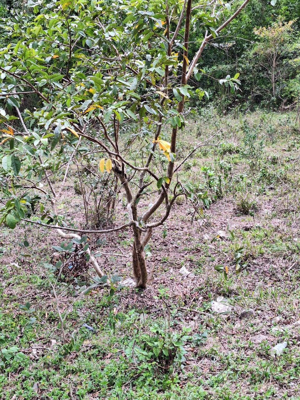 Seventh image of 275 Suttons Estate in CHAPELTON, Clarendon, Jamaica - property is For Sale