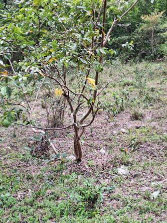Seventh image of 275 Suttons Estate in CHAPELTON, Clarendon, Jamaica - property is For Sale