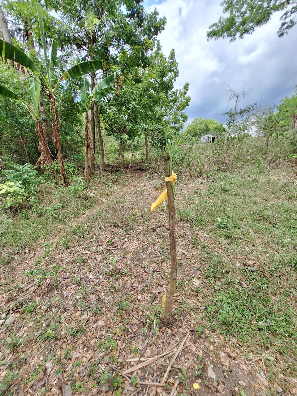 Ninth image of 275 Suttons Estate in CHAPELTON, Clarendon, Jamaica - property is For Sale