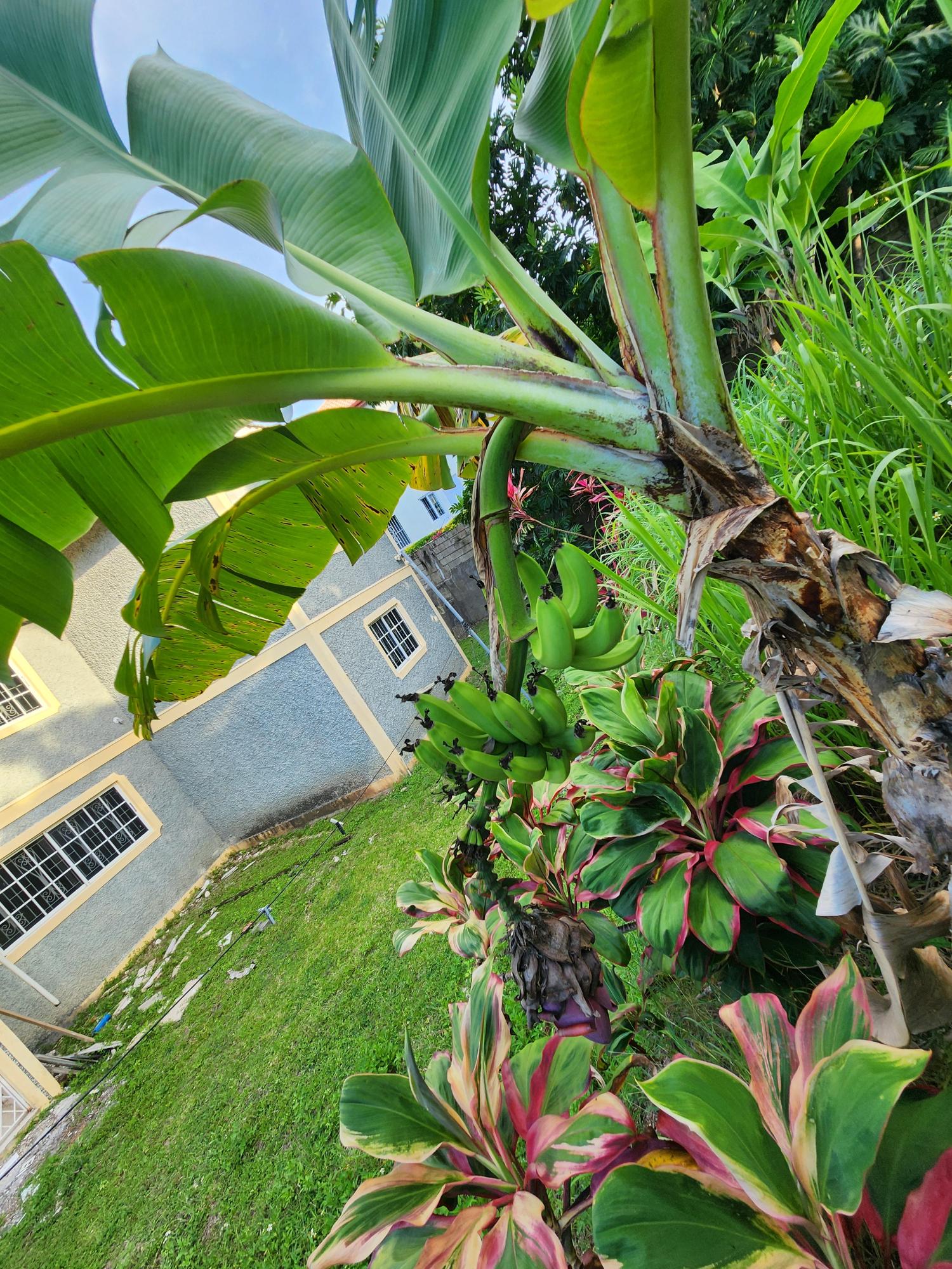 Fourth image of 124 Reid Blvd. Pompano Tower in Tower Isle, St. Mary, Jamaica - property is For Sale