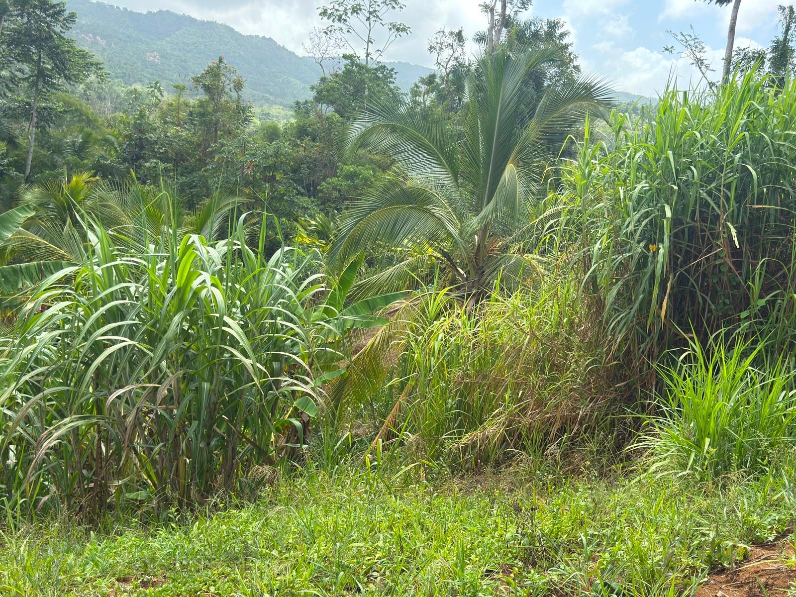 Sixth image of Pembroke Hall And Hernon in Pembroke Hall, St. Mary, Jamaica - property is For Sale