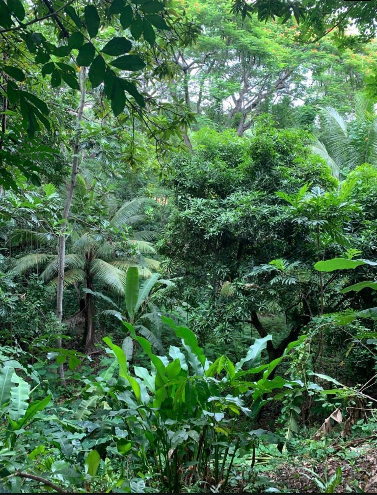 Eighth image of 1c Long Laane in Kingston 8, St. Andrew, Jamaica - property is For Sale