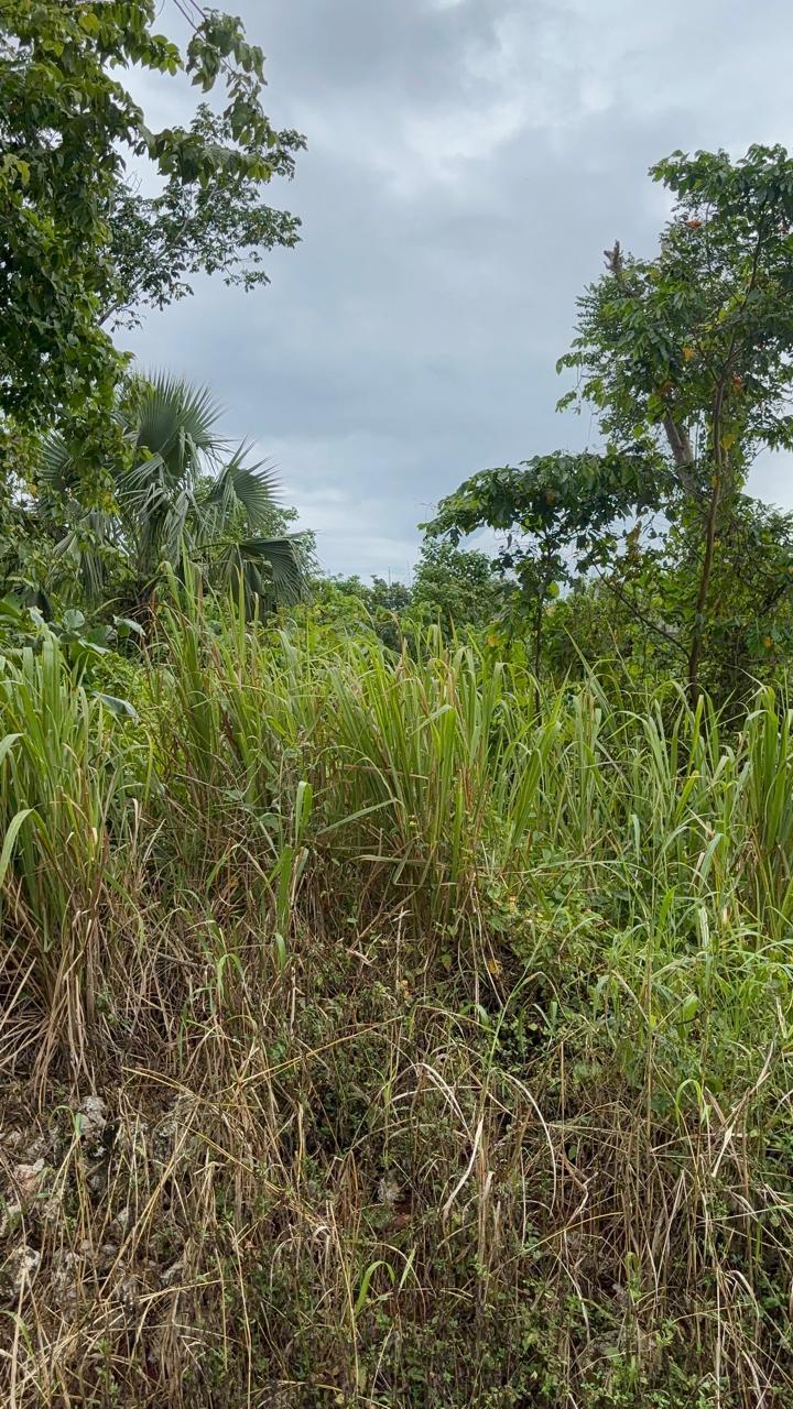 Second image of 37 Forest Glade in Ocean Ridge, St. Mary, Jamaica - property is For Sale