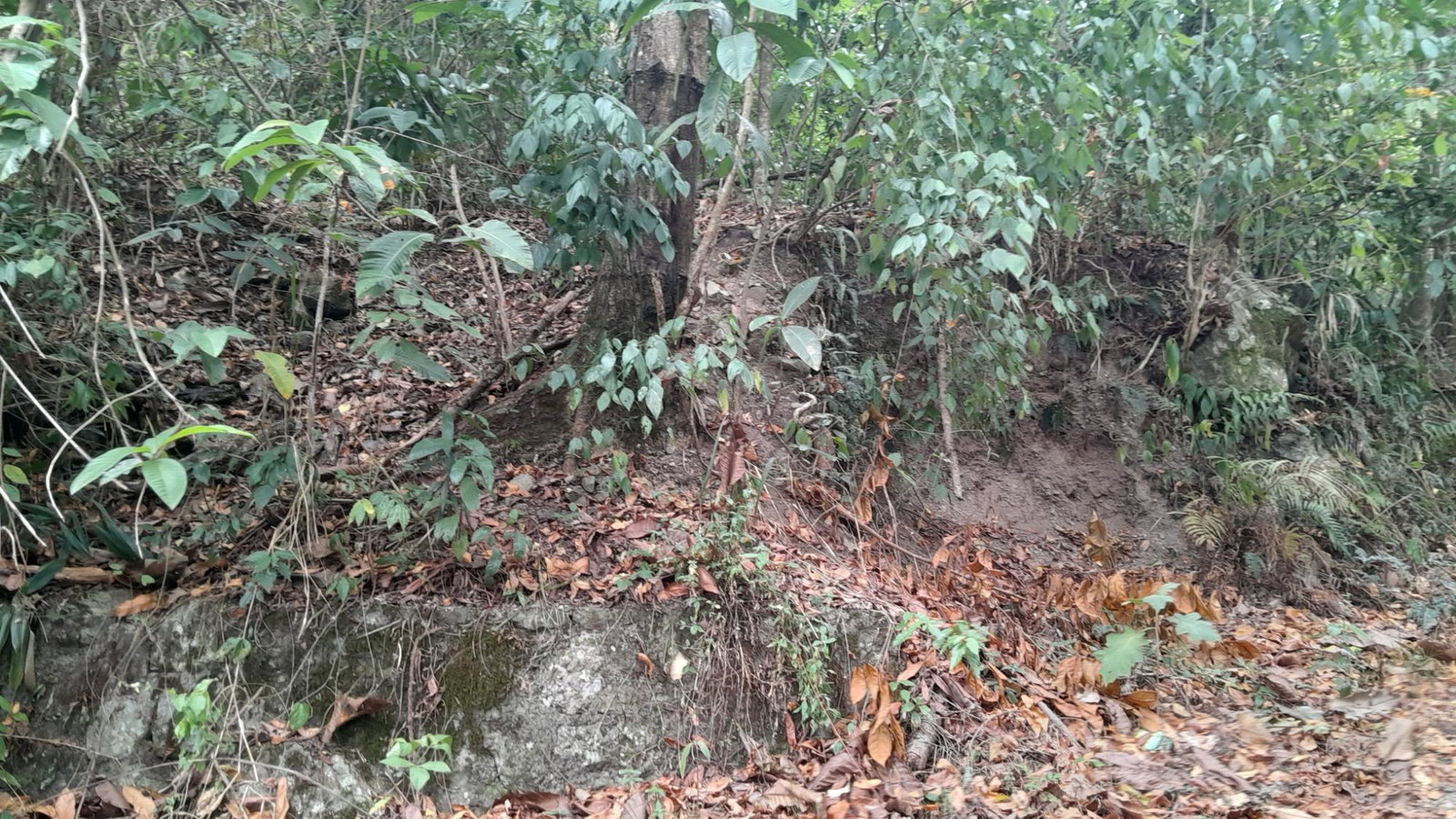 First image of Lot 5 Hopewell, Red Ground, s in Irish Town P.A., St. Andrew, Jamaica - property is For Sale