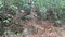 First image of Lot 5 Hopewell, Red Ground, s in Irish Town P.A., St. Andrew, Jamaica - property is For Sale