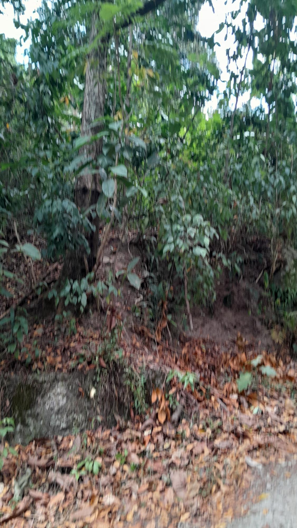 Second image of Lot 5 Hopewell, Red Ground, s in Irish Town P.A., St. Andrew, Jamaica - property is For Sale