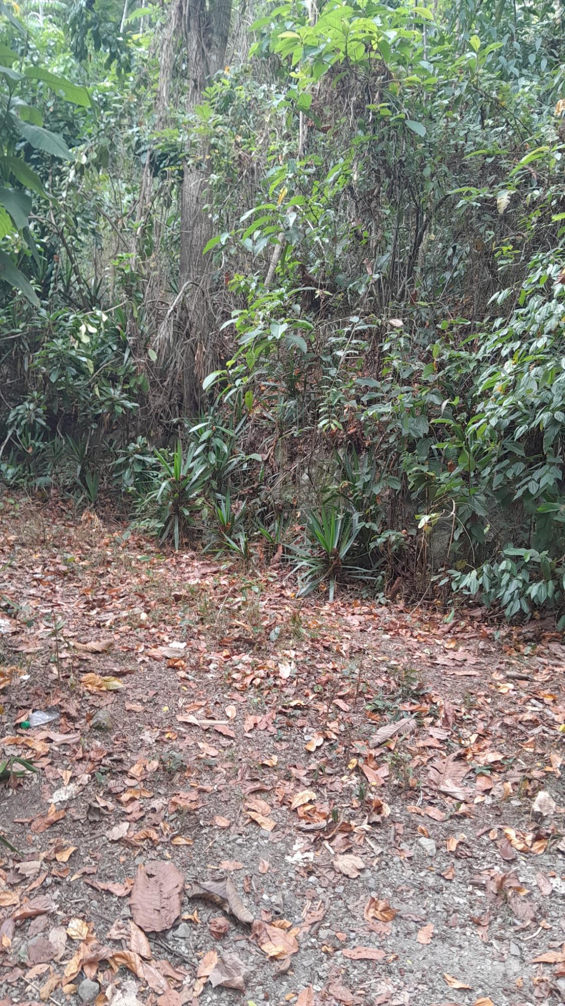 Third image of Lot 5 Hopewell, Red Ground, s in Irish Town P.A., St. Andrew, Jamaica - property is For Sale