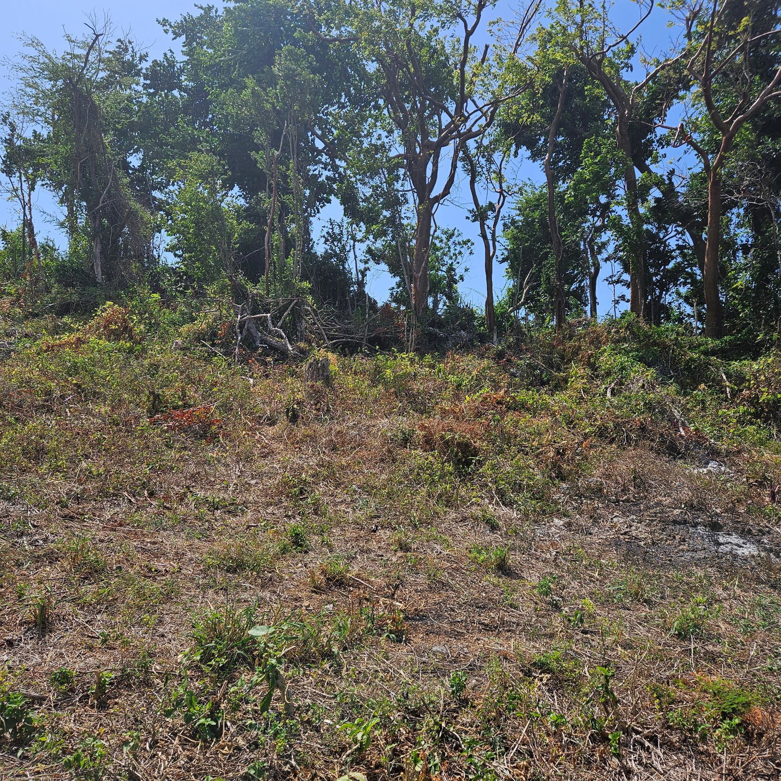Second image of Lot-33 Cardiff Hall Plantation in Runaway Bay, St. Ann, Jamaica - property is For Sale