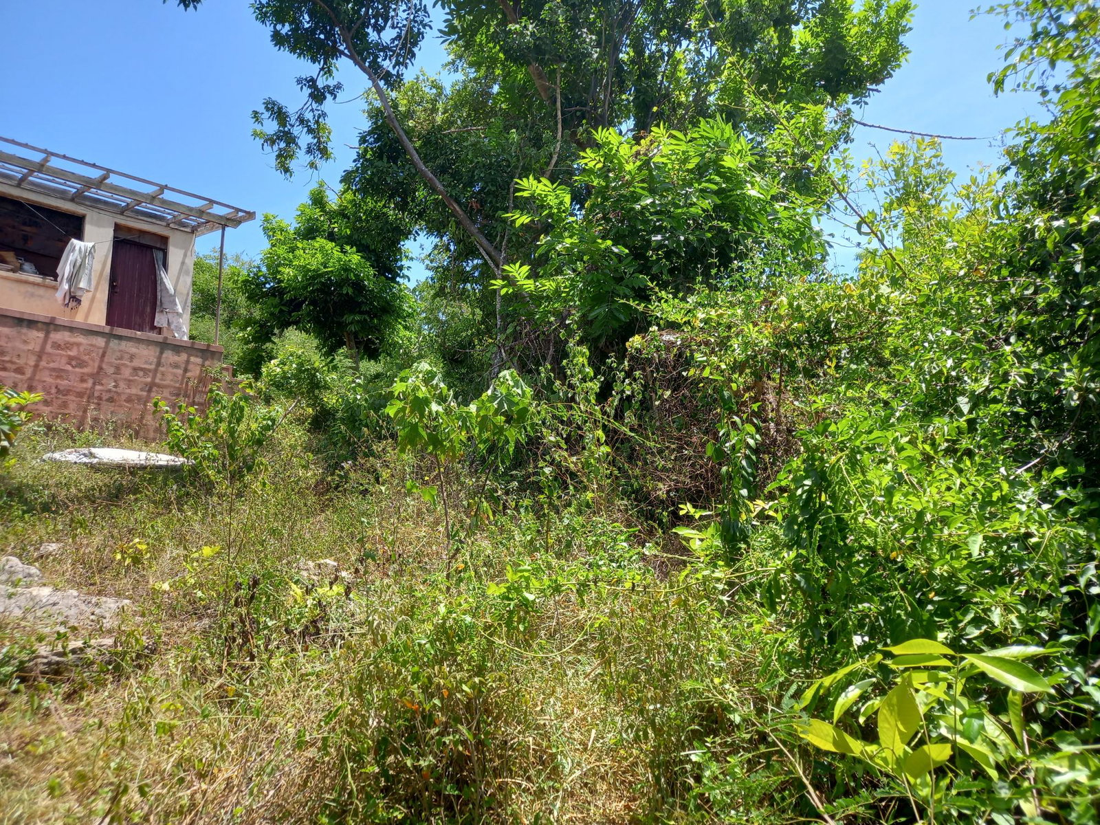 Fifth image of 233 Coconut Grove, Trelawny in Green Park, Trelawny, Jamaica - property is For Sale