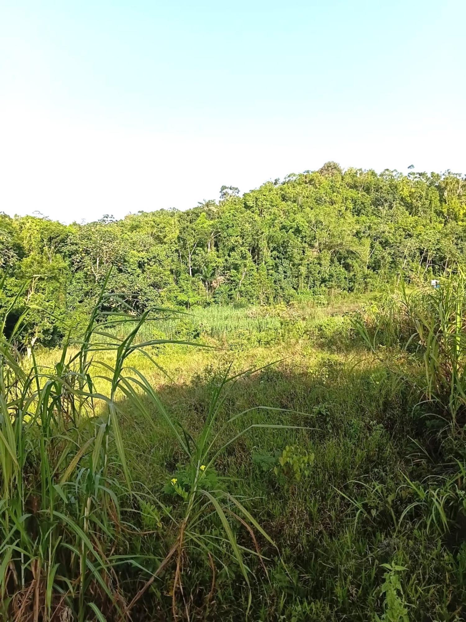 Second image of Hopeton Road in Hatfield, Manchester, Jamaica - property is For Sale