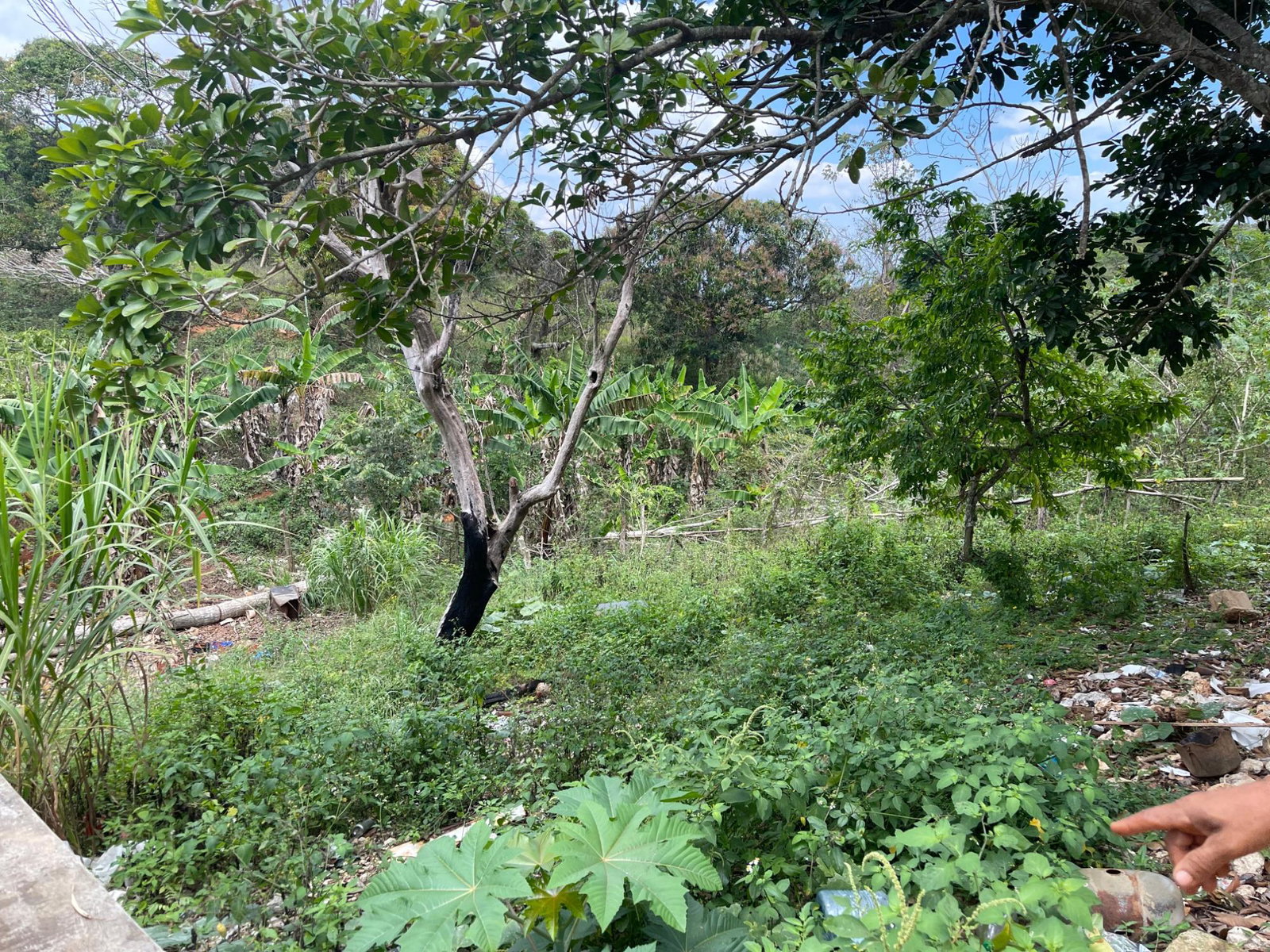 Second image of Roseberry, Malvern St. el in Malvern, St. Elizabeth, Jamaica - property is For Sale