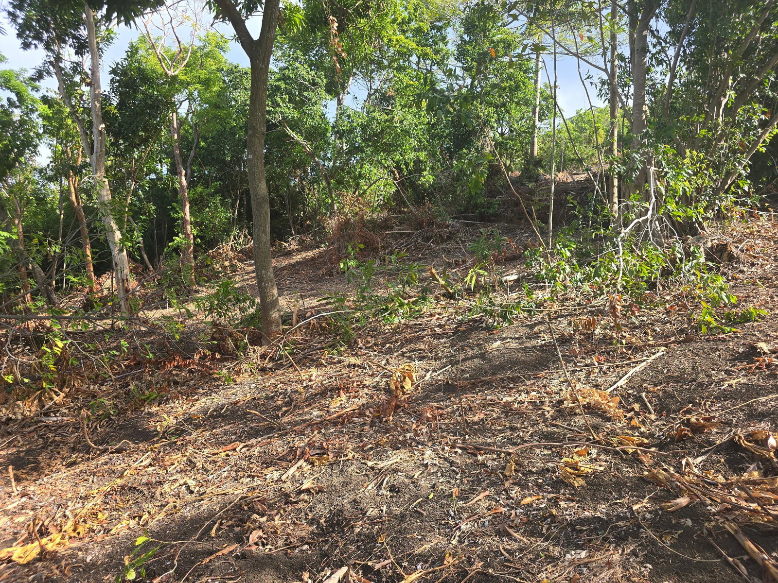 Tenth image of Draxhall in Drax Hall Estate, St. Ann, Jamaica - property is For Sale
