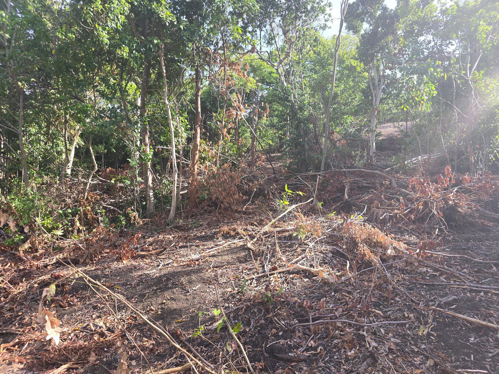 Fourteenth image of Draxhall in Drax Hall Estate, St. Ann, Jamaica - property is For Sale