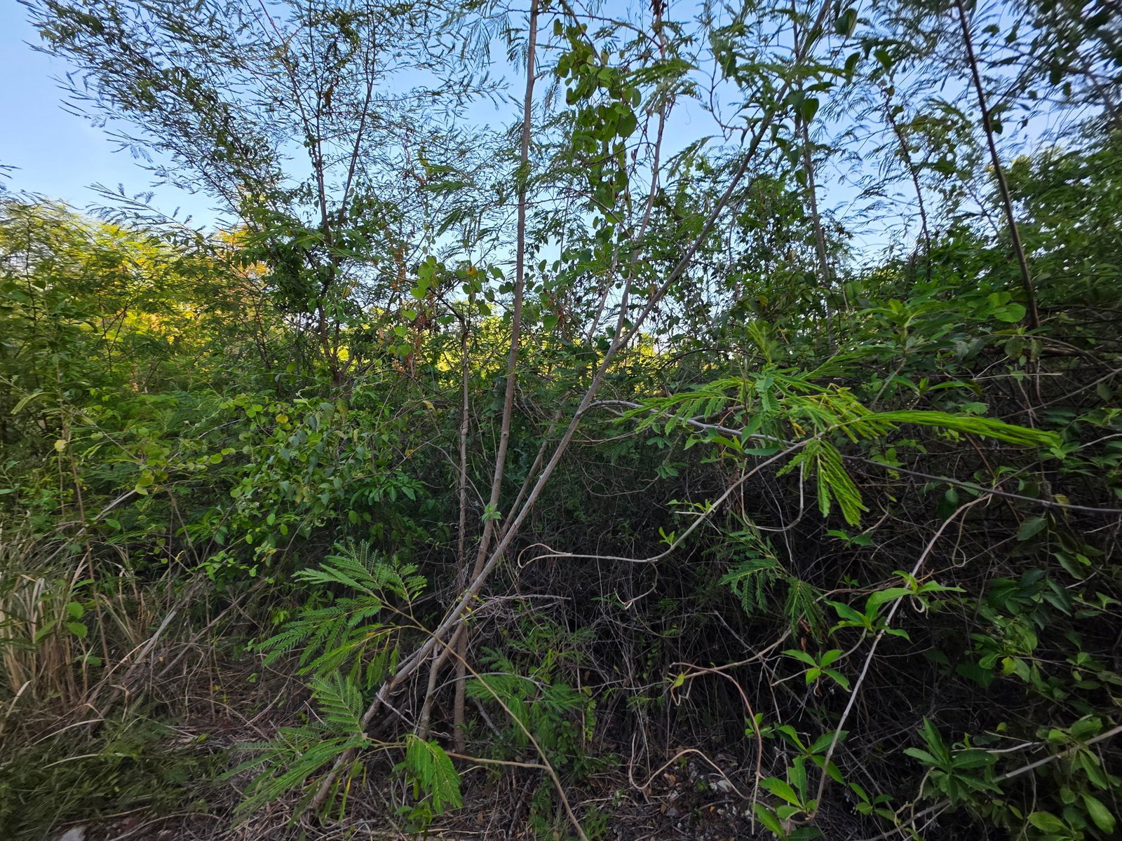 Fourth image of C100 Albion Heights in Albion Estate, St. Thomas, Jamaica - property is For Sale