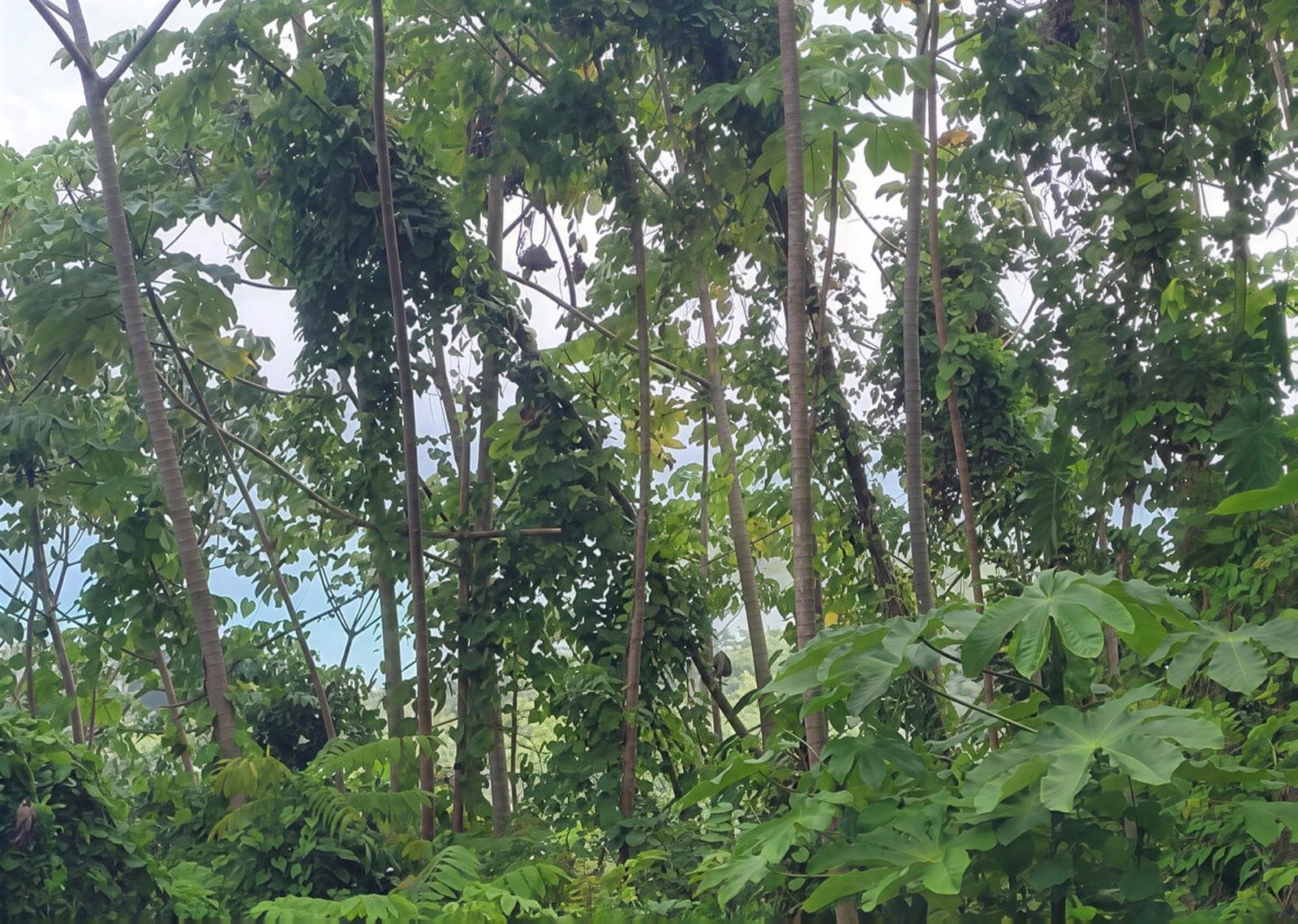 Fifth image of Somerset Hills in Hope Bay, Portland, Jamaica - property is For Sale