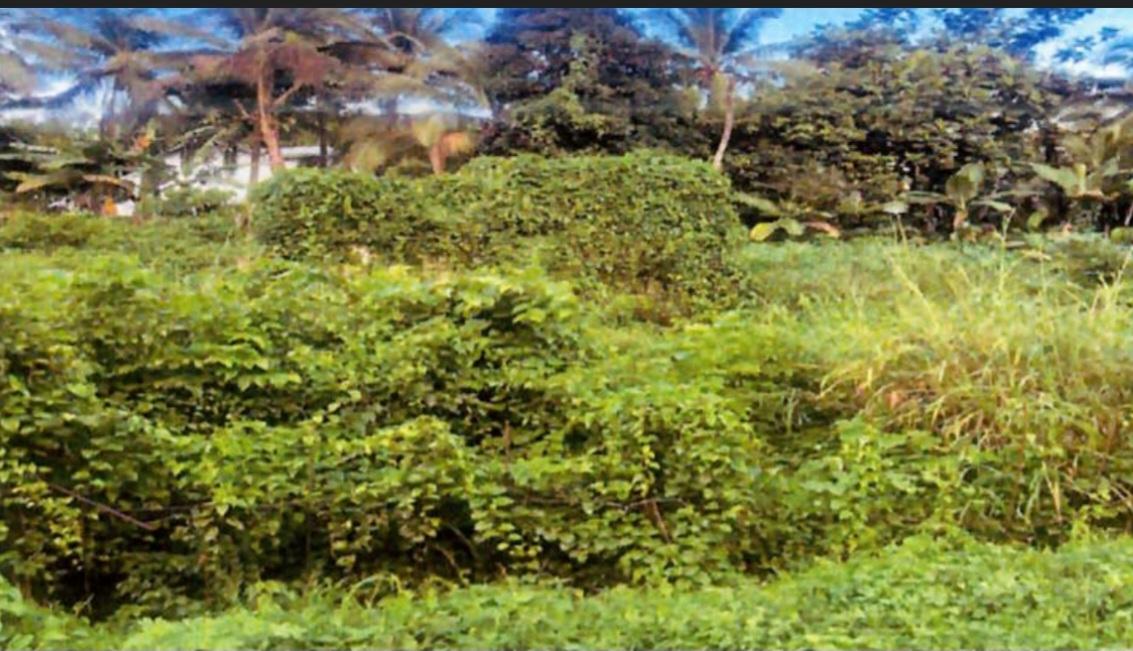 Second image of Land Part of Mickleton, l in Linstead, St. Catherine, Jamaica - property is For Sale