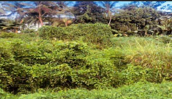 Second image of Land Part of Mickleton, l in Linstead, St. Catherine, Jamaica - property is For Sale