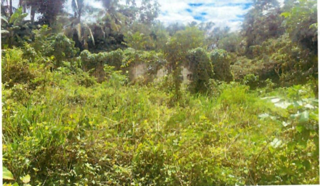 Fourth image of Land Part of Mickleton, l in Linstead, St. Catherine, Jamaica - property is For Sale