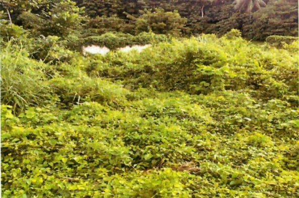 Fifth image of Land Part of Mickleton, l in Linstead, St. Catherine, Jamaica - property is For Sale