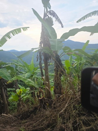 Third image of Mount Saint Bernard in Mount St.Bernard, Portland, Jamaica - property is For Sale