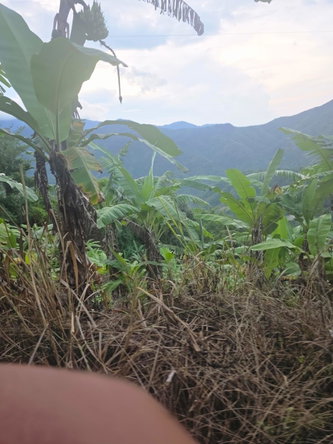 Fourth image of Mount Saint Bernard in Mount St.Bernard, Portland, Jamaica - property is For Sale