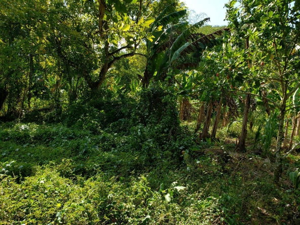Fifth image of Lot Abc Rhine st Thomas in Bath, St. Thomas, Jamaica - property is For Sale