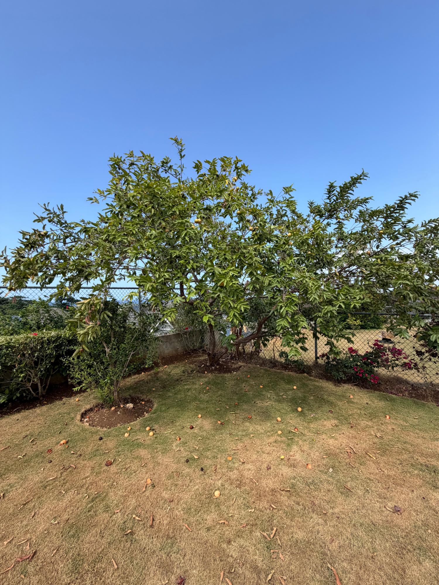 Sixteenth image of 904 Lignum Vitae, Richmond in Richmond, St. Ann, Jamaica - property is For Rent