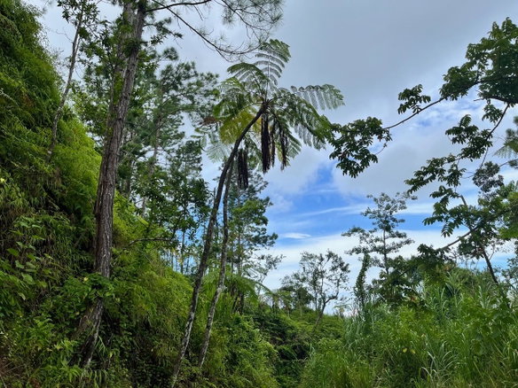 First image of Dry River Retreat Portlan in Mount James, Portland, Jamaica - property is For Sale