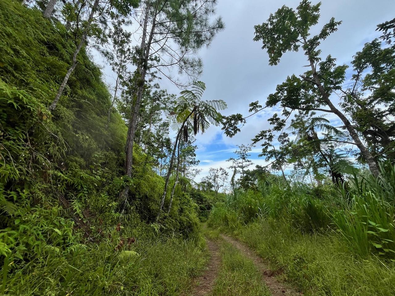 Second image of Dry River Retreat Portlan in Mount James, Portland, Jamaica - property is For Sale