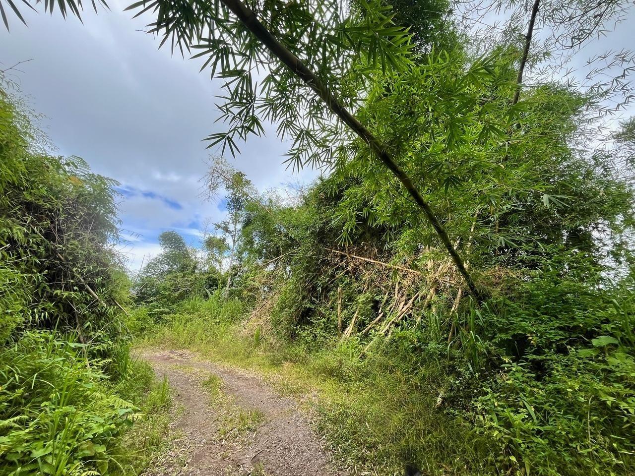 Fifth image of Dry River Retreat Portlan in Mount James, Portland, Jamaica - property is For Sale