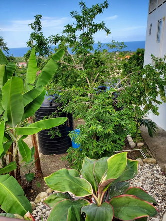 First image of 4-4 Mountain Drive, Spring va in Tower Isle, St. Mary, Jamaica - property is For Rent