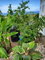 First image of 4-4 Mountain Drive, Spring va in Tower Isle, St. Mary, Jamaica - property is For Rent